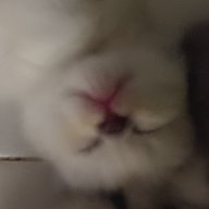 Lejiah