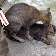 ketularansange
